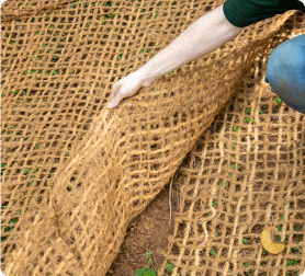 Adjoining coir geotextiles are overlapped and pinned during installation