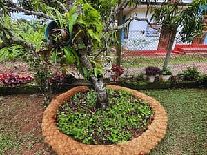 Eco-friendly garden edging in Australia using coir