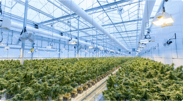 Modern and Innovative Hydroponic Farming Solutions - HEIGER